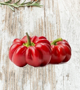 Topa (Tomato Pepper)